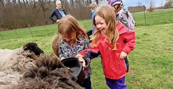 Ronnenberger Kinder aus dem Jugendbauwagen besuchen Benther Bergschafe