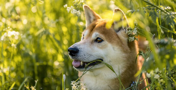 Anleinpflicht für Hunde gilt ab dem 01.04.2025