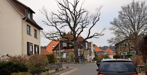 Was soll aus der kranken Eiche werden?